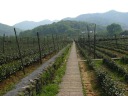 The tea plantation near the National Tea Museum, with hills surrounding 
the West Lake in the background.
