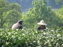 Some women picking tea.
