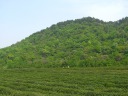 A sample picture of the hills rising above the tea plantation.  The hills 
looked pretty much the same in every direction.  Even though this is a 
sample picture, I find I wish I took it at a higher resolution.
