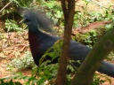 Victoria crowned pigeon.

