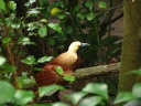 I didn't spot any birds of paradise.  Too bad, as they remind me of my 
"Magic 
The Gathering" days.  I saw only this "lesser bird of paradise", which 
is not the same.
