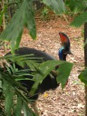 A cassowary.  "The cassowary is the only flightless bird that is adapted 
to living in the rainforest.  The casque on its head helps it push through 
the forest vegetation without getting hurt."

