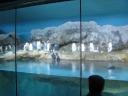 Penguins above water.

