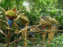 An island of macaws.

