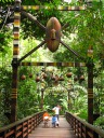 Another bridge in this aviary.

