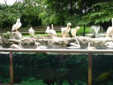 Pelicans.

