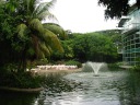 Flamingo lake.   What are those long vines hanging down from the 
trees?
