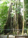 A movie showing the full height of the banyan tree.
