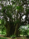 Ficus kurzii -- Burmese banyan.  Buddha is said to have sat under a banyan 
tree.

