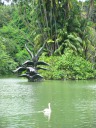 A swan swimming in front of statues of swans in Swan Lake.

