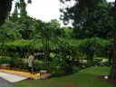 The entrance to the fernery.

