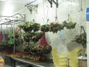 A store filled with innumerable zongzi (glutinous rice and other fillings 
wrapped in a leaf).

