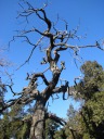 A gnarly tree.

