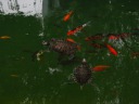 Turtles and fish.
