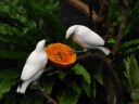 Look at how they cleaned out the papaya.  They must love it!
