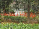Flamingos from the other direction.
