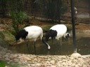 Storks with black butts and necks?
