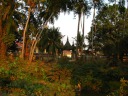 A temple surrounded by lush foliage.
