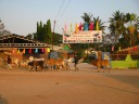 A crocodile farm, and more cattle on the street being herded.
