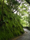 Often, the trail sided against moss-covered stones.  I think they're so 
cool, I'm marking this as excellent.
