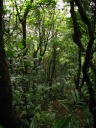 A typical view down into the forest beneath the trail.
