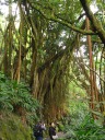 An India rubber tree above the path.  It resembles a banyan tree.  View 
the full-sized image and revel in the excellent details.
