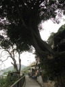 A bonsai-style tree leans over the road in this quiet residential 
side-street.
