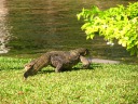 We spotted this reptile, a water monitor lizard.  It's probably about 
two meters long.  I think it was more scared of us than we were of it 
(which is surprising, as we were pretty scared of it): it ran away 
once we were within thirty feet.  (Basically, it ran as soon as we 
noticed it.)  Its head is the far side.  I think I caught it 
with its long tongue sticking out!
