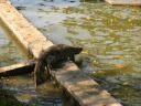It boogied into the water.
