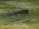 And swam to the opposite bank.
