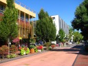 A central street (Broadway) in the University of Oregon campus has many 
colorful plants and flowers.
