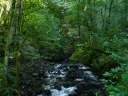 A vibrant green scene and stream on the way to Bridal Veil Falls.
