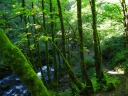 Looking back down the trail leading to Bridal Veil Falls.  (The stream 
is the fall run-off.) Excellent for the color of the moss 
blanketing the trees.

