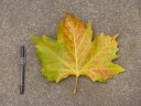 A huge maple leaf.  Notice the tall maple trees in the previous 
pictures?  Their leaves often cover the sidewalk, which isn't hard 
considering how large the leaves are.  I took this picture to prove 
their enormousness.  I took this picture on November 10, 2010.
