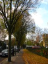 The trees on this street have leaves that turn a more vibrant yellow 
than our maples. Nonetheless, I prefer walking down my street because I 
never get sick of gazing in awe at the size of the maple leaves.  
I took this picture on November 10, 2010.

