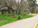 On Mount Hamilton Road, these turkeys crossed the road in front of me. 
 How did it cross the road?  Leisurely and on foot.  What did 
I do as it was crossing?  Stop the car, put on my hazard lights, and 
grabbed my camera.
