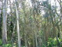 A eucalyptus grove.
