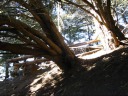 On another trail, a quick panoramic video of a tree with branches that 
decided to re-root themselves!  Crazy.
