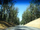 The large eucalyptus grove that highway 156 passes through between 
highways 101 and 1.
