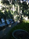 We stopped for an aperitif at Nepenthe.  This photograph 
looks down the stair from near the entrance toward the parking lots.  
Nepenthe's buildings are surrounded by foliage.
