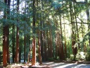 We stopped by Pfeiffer Big Sur State Park.  This is the view from the 
parking lot--it's surrounded by a dense grove of redwoods!
