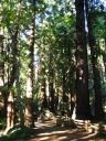 More redwoods along the trail.  Sorry for the blur.
