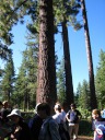 Another view of the gathering crowd dwarfed by trees.
