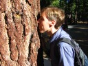 One of our guides said that jeffrey pines smelled like vanilla.  She was 
right.  Yours truly tested the claim.
