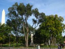 I like the look of this grove of trees surrounding a memorial that I 
didn't bother to identify.
