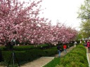 Though technically more than a week after the bloom, we found some 
cherry blossom trees in full flower on the way home from the kite 
festival.
