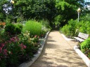 The Natural History Museum's Butterfly Habitat Garden was nicely in 
bloom in June.
Incidentally, I spotted some huge bees there.
