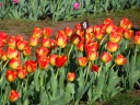 A close-up of lovely red-and-yellow tulips.
