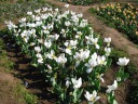 Wide-open white tulips.
