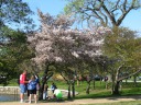 Cherry blossoms!
